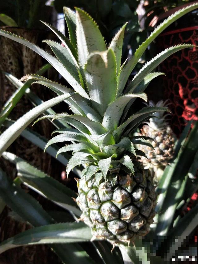 6种植物不按套路生长？你吃的水果，就是这么长出来的！