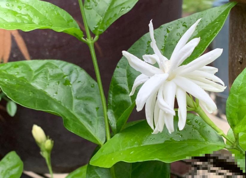 能“吸臭”的4种香香花，摆家里满室飘香，异味去无踪！