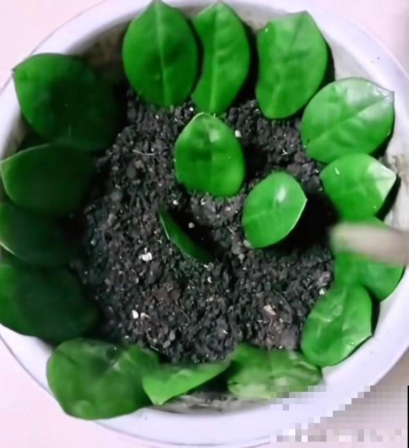 金钱树这么养，叶片嗖嗖长，好看又招财！