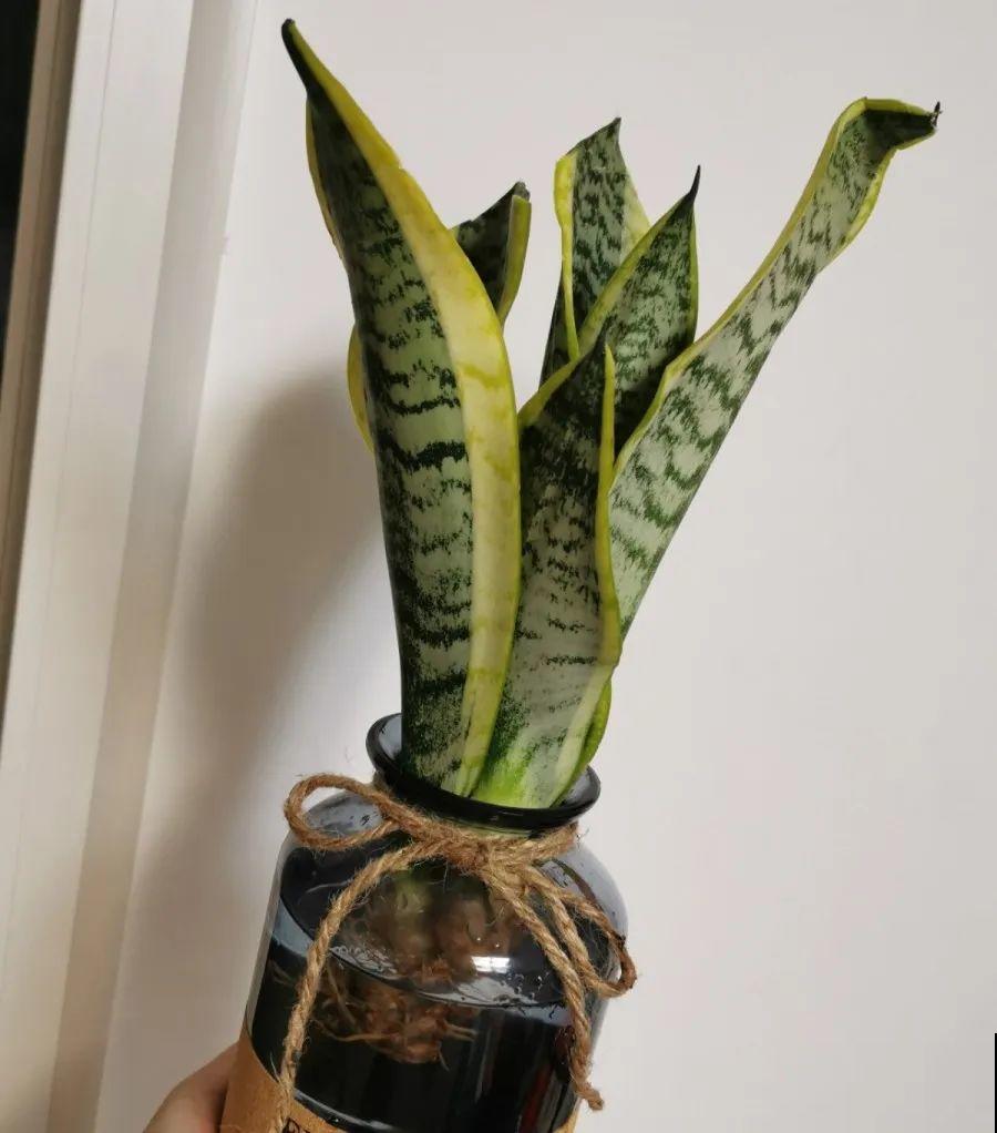 15种花超好活，掰个叉丢水里，自己发芽开出花！