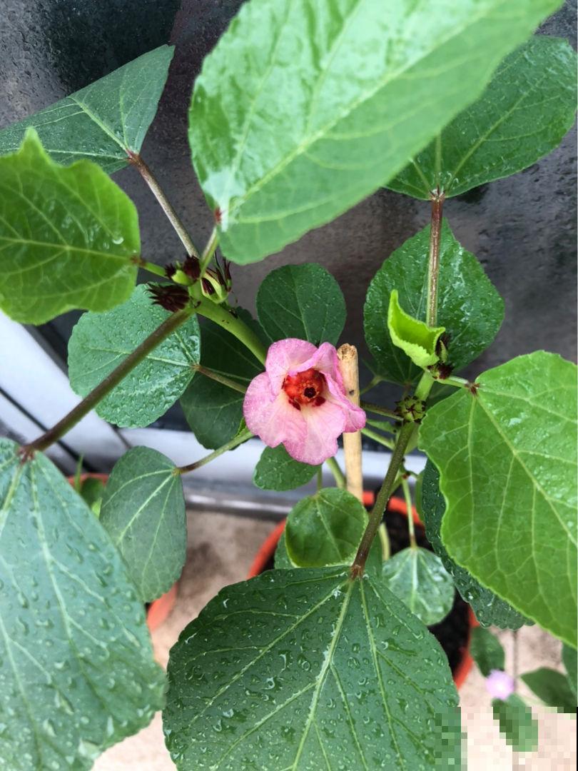 洛神花被称作“植物红宝石”，拿来泡茶酸甜爽口，老人孩子都喜欢