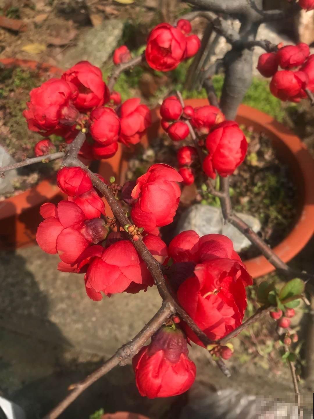 春天梅花开满树，一个盆景就是一片花海，忍不住心痒痒！