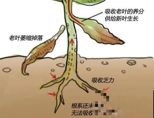 注意，绣球出现这种情况不能换盆，小心换完就死！