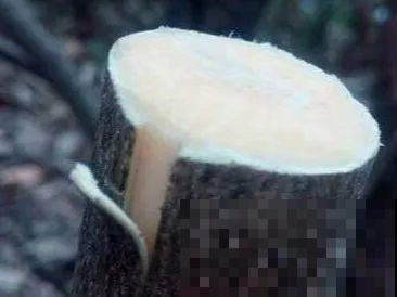月季大花树，自己也能造，成品老桩上千块！