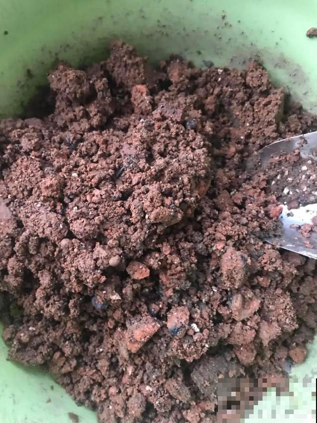 路边捡点它，肥土全搞定，再也不用花钱买