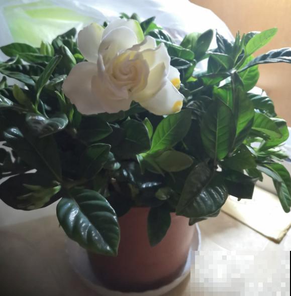 北方最难养的花，买回来千万别换盆，否则一周就能死翘翘！
