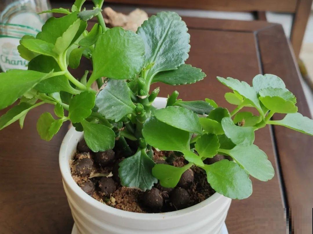 8种花，开完花别急着丢，剪一刀还能继续开