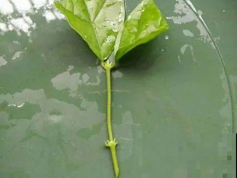 20种常见花，扦插方法大全，不用再花钱买了！