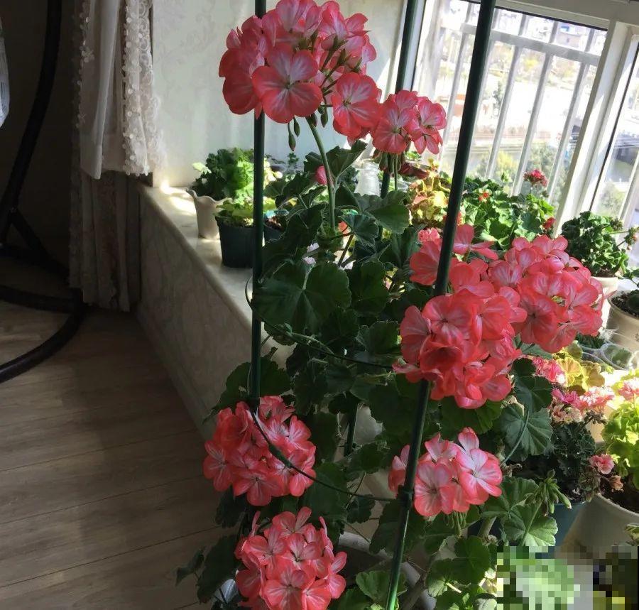 封闭阳台养花，防盗窗有大用，1平米也能变花园！