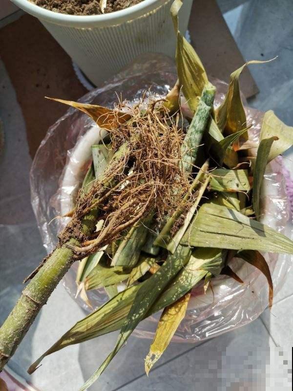 水培的富贵竹越养越黄，不如切一切塞土里，效果好百倍！