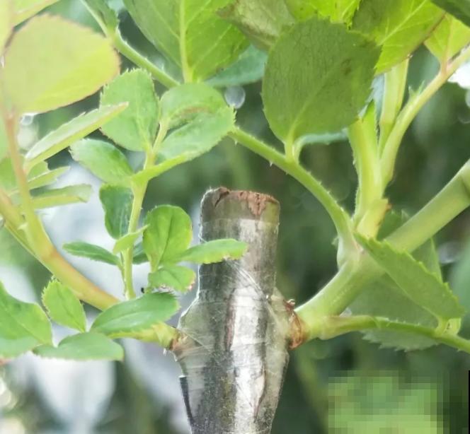 月季剪根枝条，绑在光杆子上，2年长成棒棒糖！