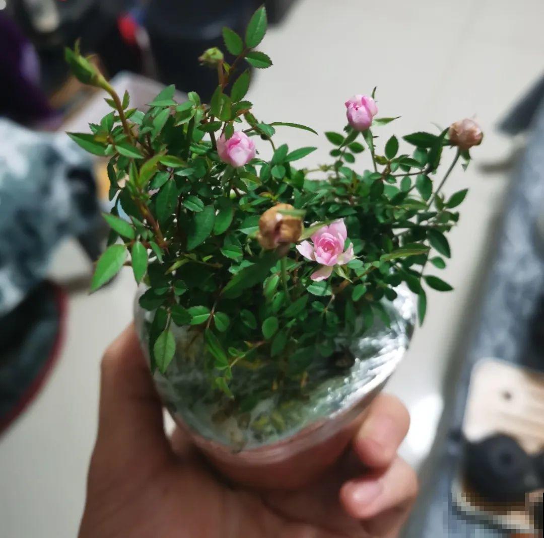 君子兰越小越值钱，养了4年，只有硬币大！
