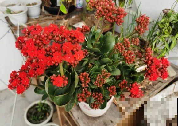 家里养盆虎皮兰，小花盆、挤着养，疯狂开花爆小崽！