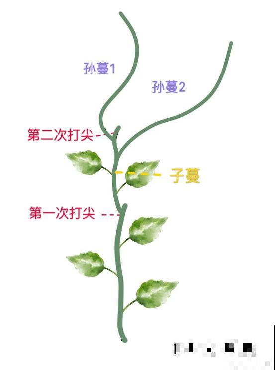老人最爱养的植物，寓意福禄长寿，风水特别好！