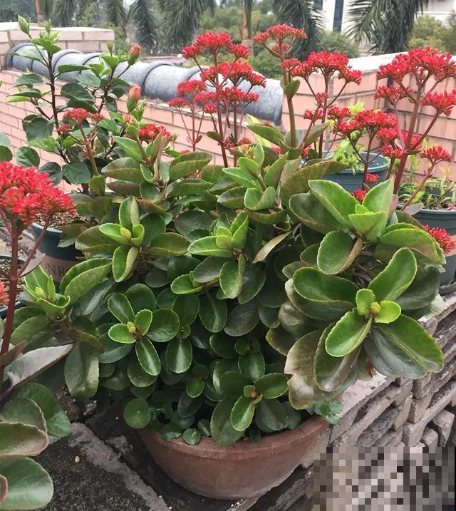 家里养盆虎皮兰，小花盆、挤着养，疯狂开花爆小崽！