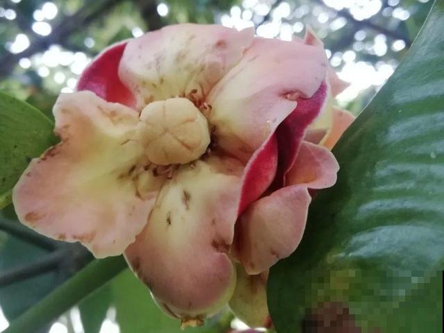6种植物不按套路生长？你吃的水果，就是这么长出来的！