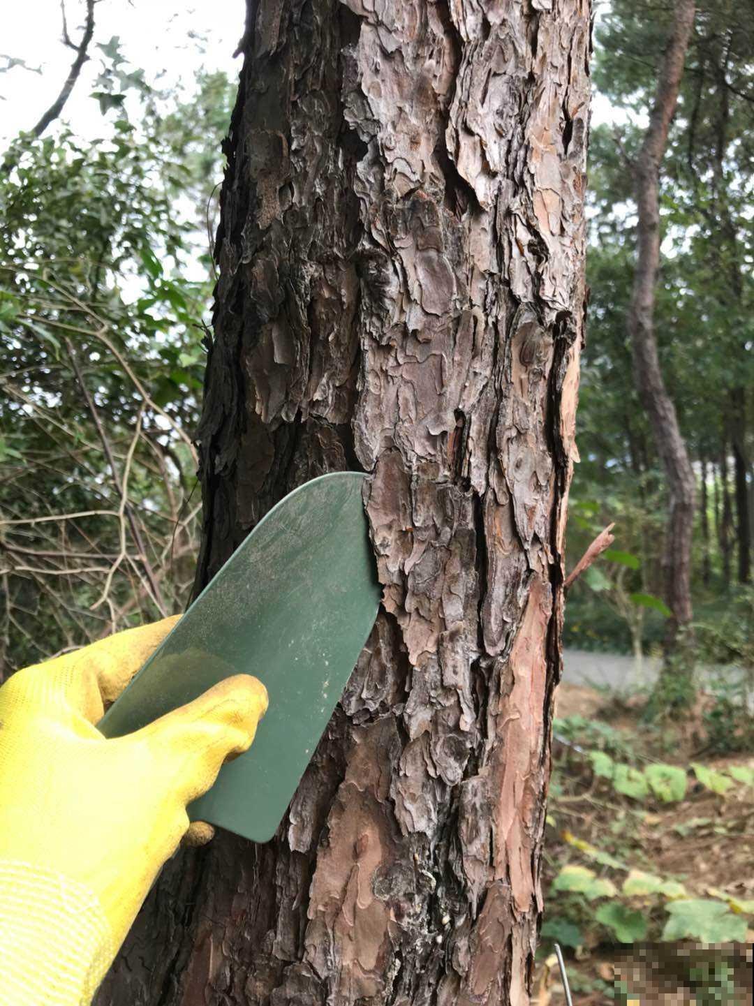 春天换盆不可少，如果少了这玩意垫盆底，那真的白换了！