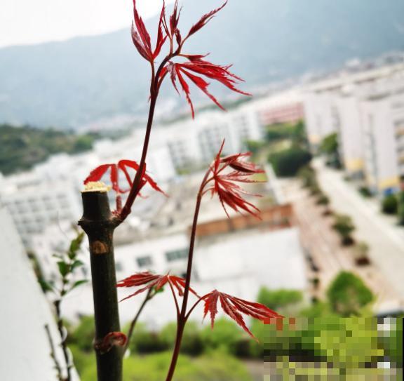 养花必备小技能，学不会，年年养死一大堆！