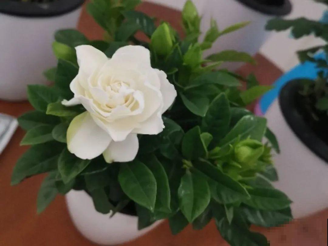 公认难养的6种花，新手慎买，养不活还浪费钱