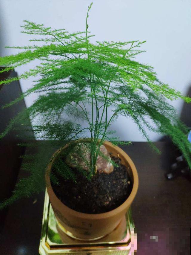 一棵文竹长成十几棵？只要学会几个步骤，再弱也能变茂盛如云！