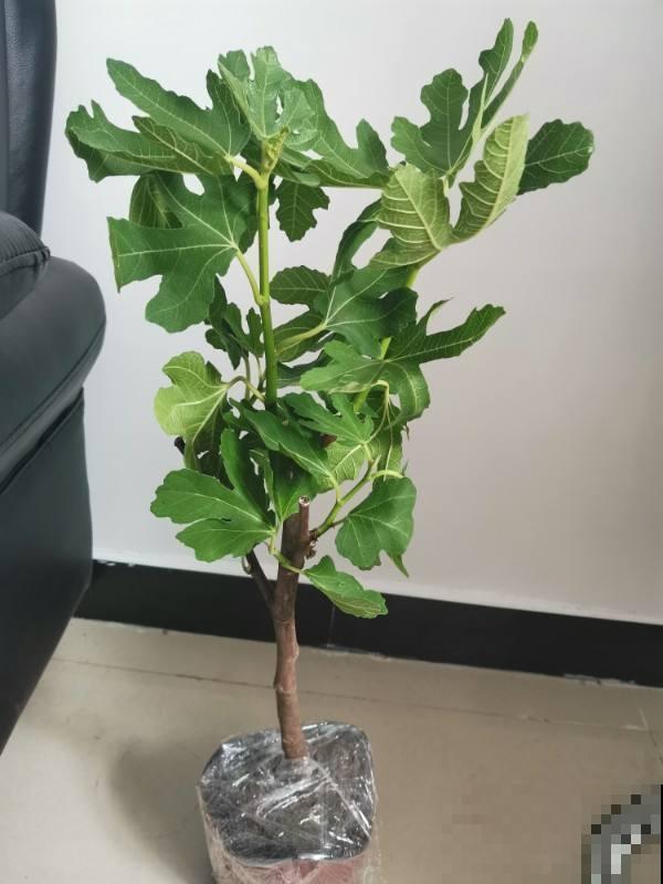 想在夏天吃到美味清甜无花果，现在的养护不可少，赶紧学学！
