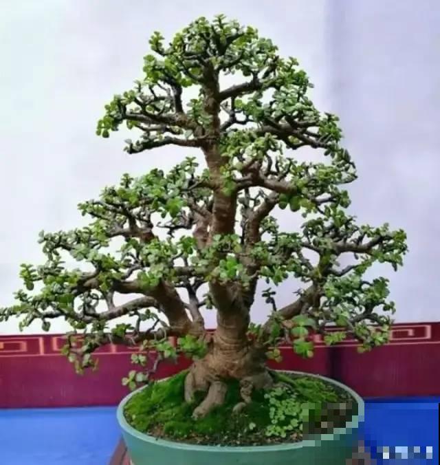 家里有这10种花，容易养成高价盆景，值得收藏！