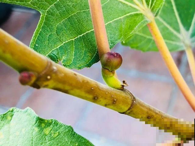 6种植物不按套路生长？你吃的水果，就是这么长出来的！