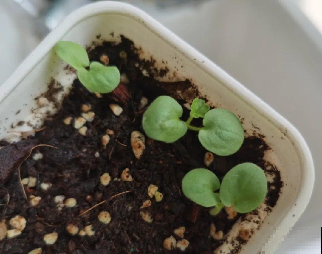 8种花不用扦插，开完花等1个月，一盆能生几十盆！
