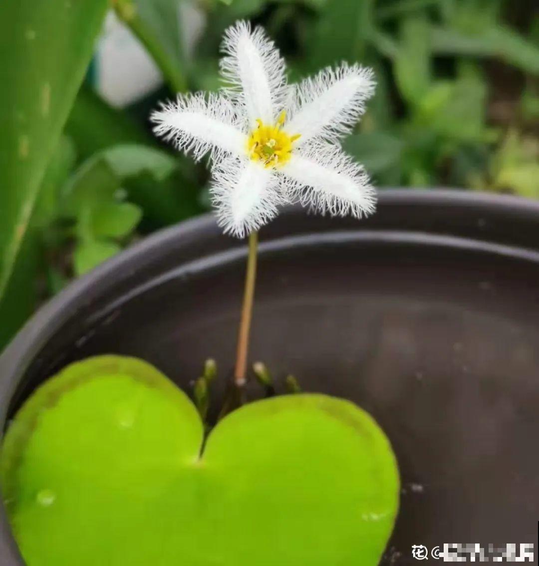 只用水不用土的植物，一片叶子就开花，简直太神奇了！