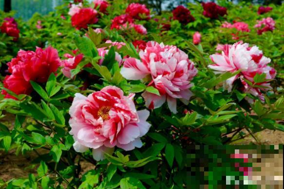 没院子，就不要养这4种花，根本出不来效果！