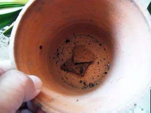 注意，绣球出现这种情况不能换盆，小心换完就死！