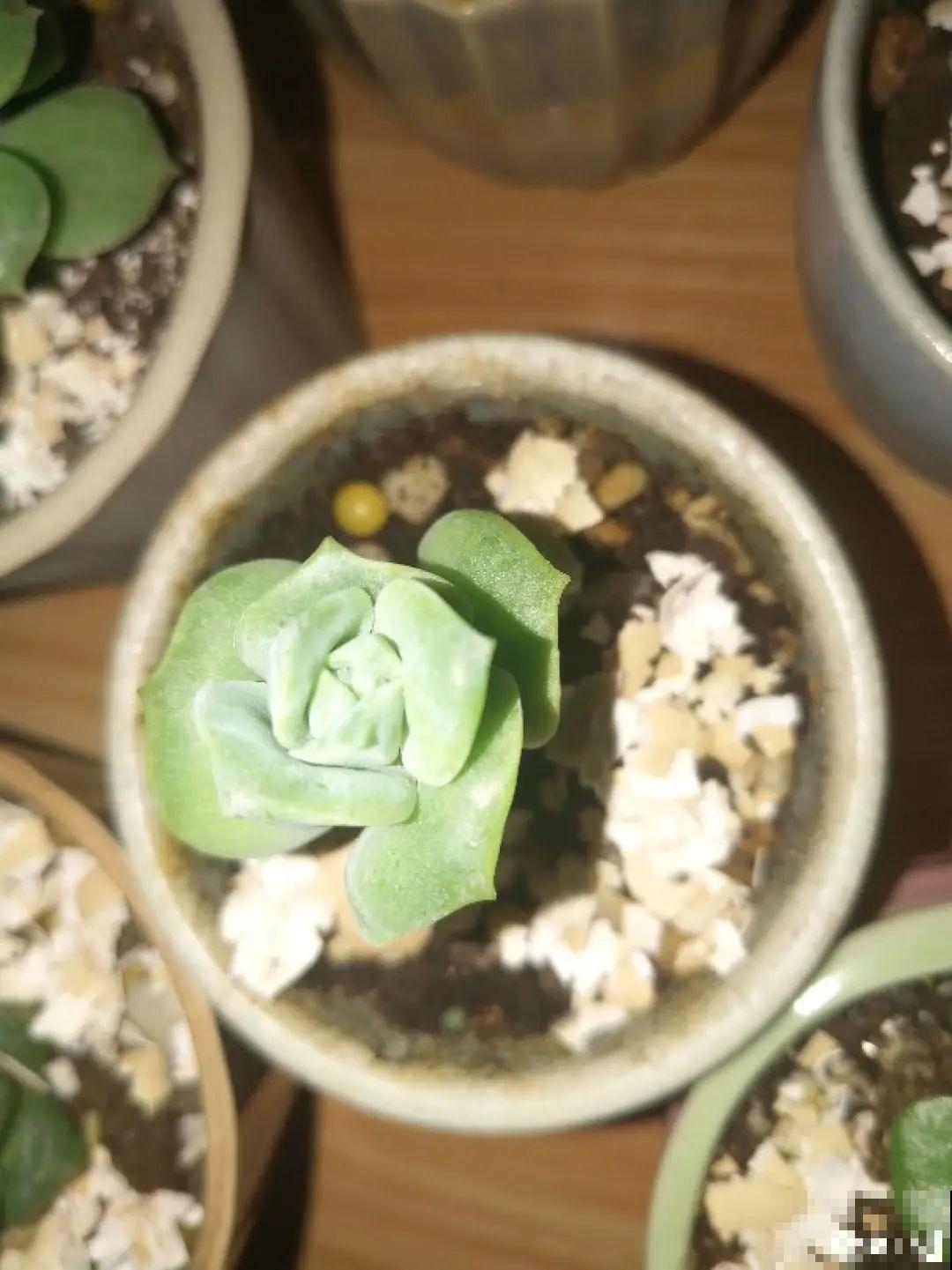 春天各种虫害来袭，花叶都要被吃没，教你新方法来杀虫！