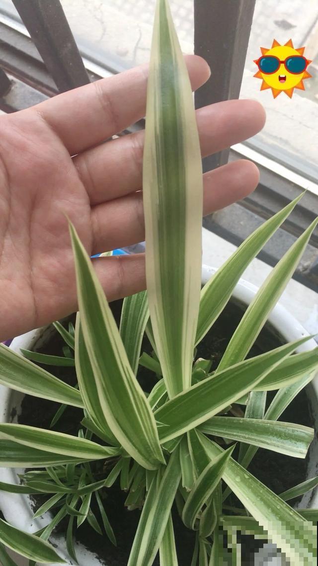 嫌花长得丑，趁现在砍头，2个月脱胎换骨！