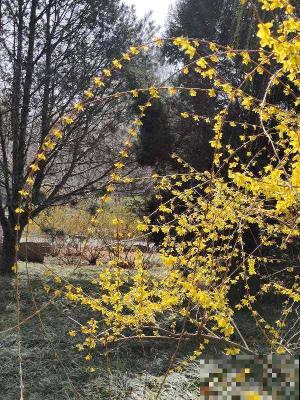 路边常见的金黄花海，名字叫做连翘，不仅模样美还是一味药！