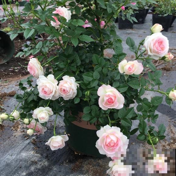 10个最奇葩的月季品种，你可能一个都没见过！