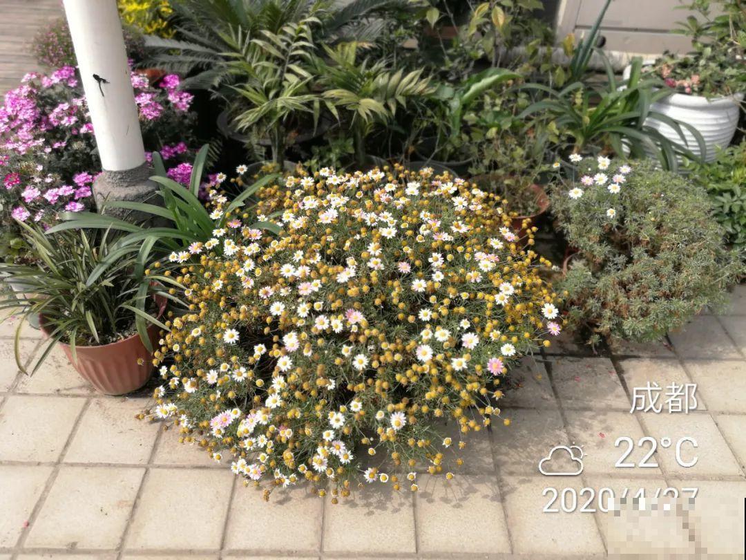 3种花，开败后狠心剪个秃头，下次开花会更猛！