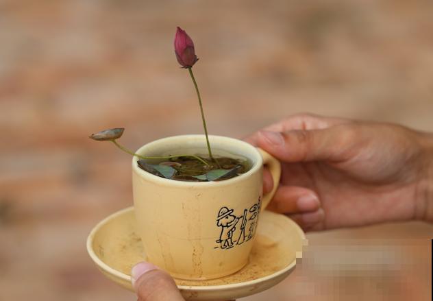 一个茶碗就能养的花，开花精致富贵，摆在窗台上档次！