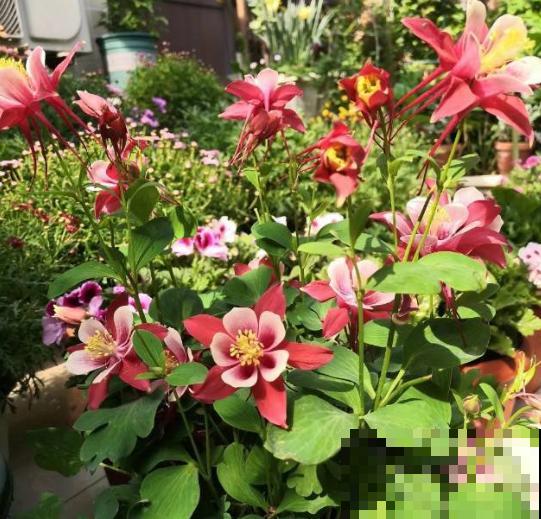 她在墙上、窗台挂了99盆花，齐齐开成大花球，路过的都惊叹！