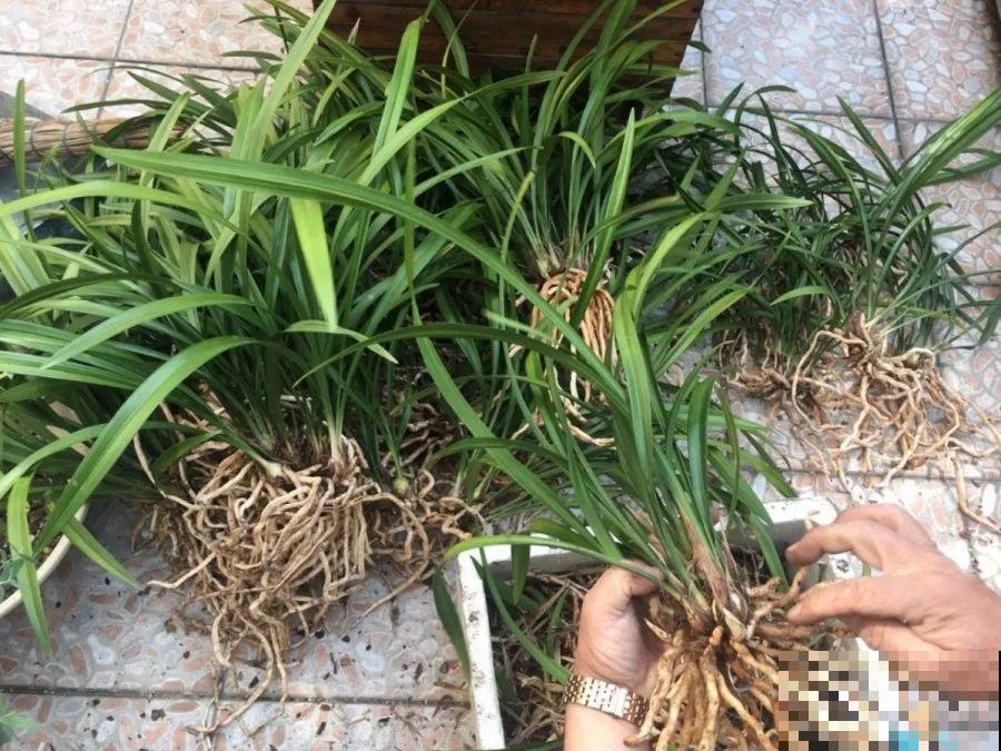 在家自制壮根水，7天浇一次，养出白胖萝卜根！