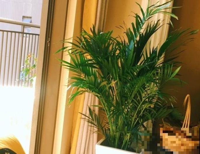 好花都是浇死的，10种常见花，浇水别太勤快！