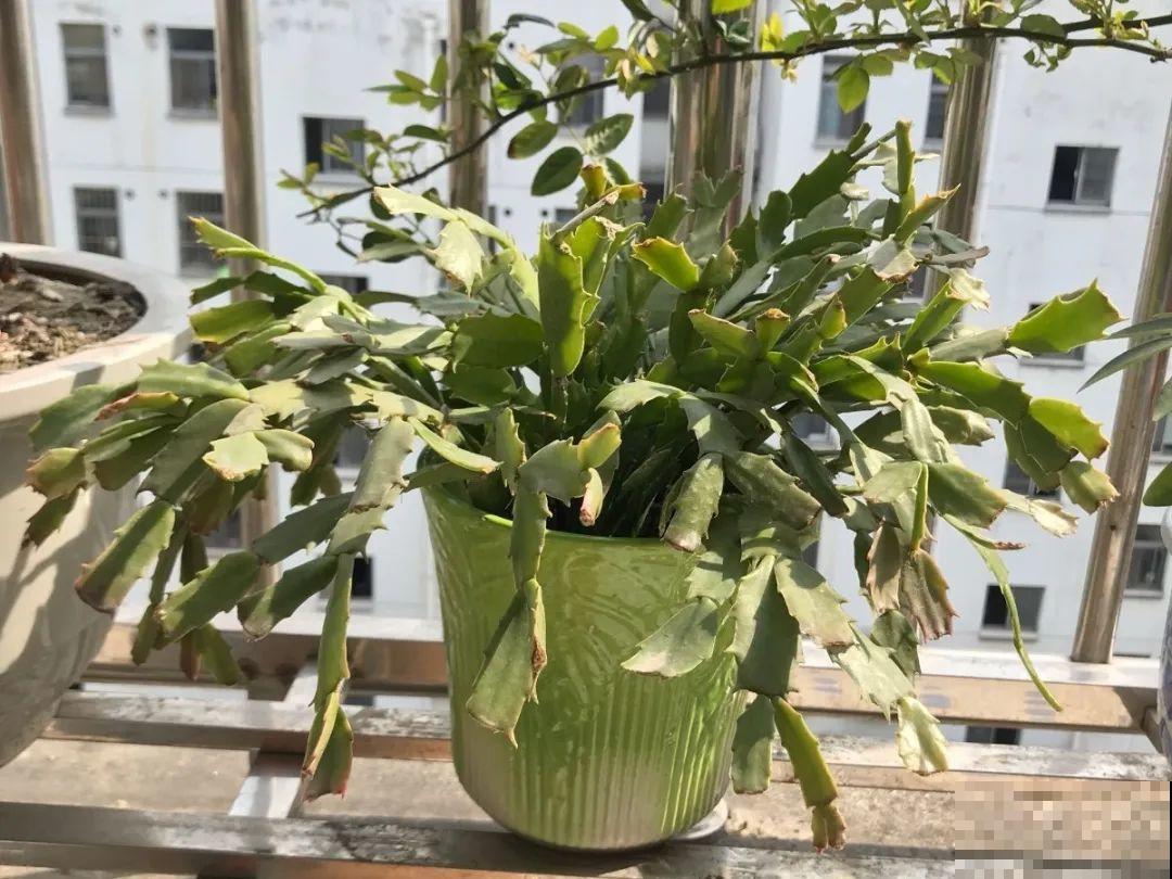 8种花，开完花别急着丢，剪一刀还能继续开