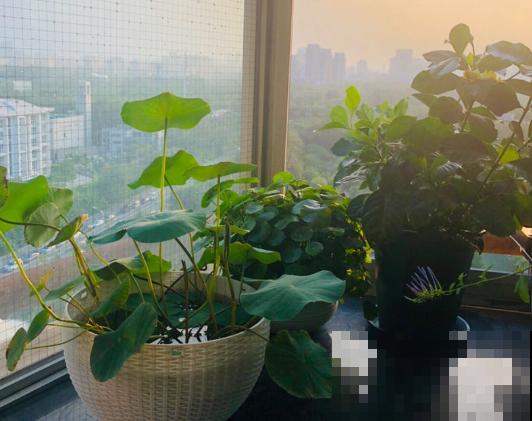 春天种碗莲，只需1粒种子1个碗，坐在家里裳荷花！