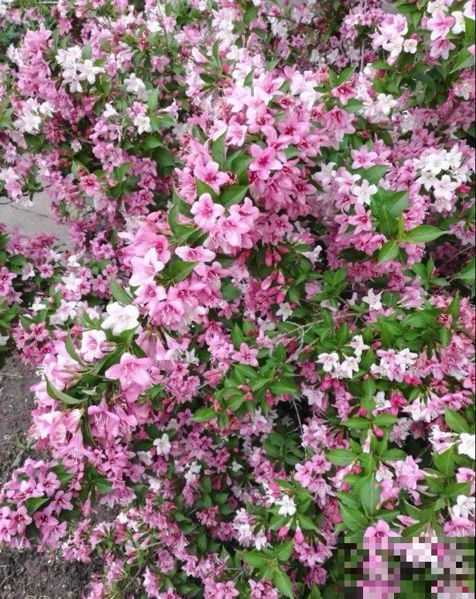 6种花种在大门口，花开一整片，镇宅又霸气！