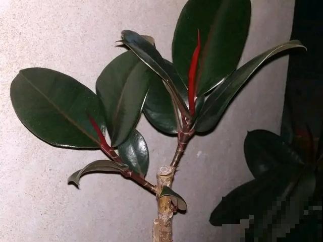 嫌花长得丑，趁现在砍头，满盆都是新叶子！