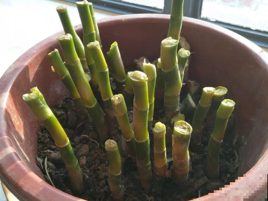 10种花，春天不能晒，躲屋里最安全！