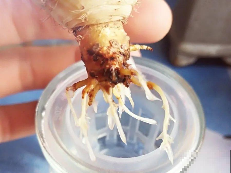 15种花超好活，掰个叉丢水里，自己发芽开出花！