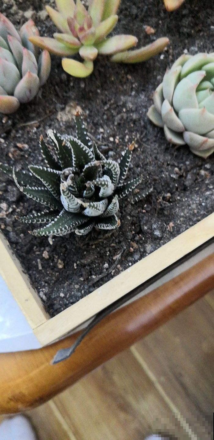 这多肉晒晒阳光就会死？真是怪胎，赶紧扔角落里保命！