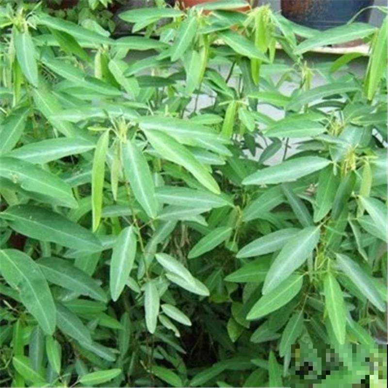 跳舞草一放音乐就翩翩起舞，旋转跳跃不停歇，真好玩！