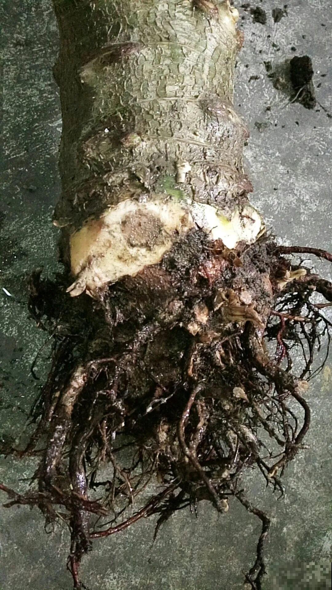 春天路边逛一遭，全是养花宝贝，赶紧捡回家