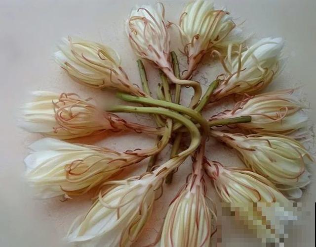 人养花，花也养人，9种花能治病，连医生也爱养！